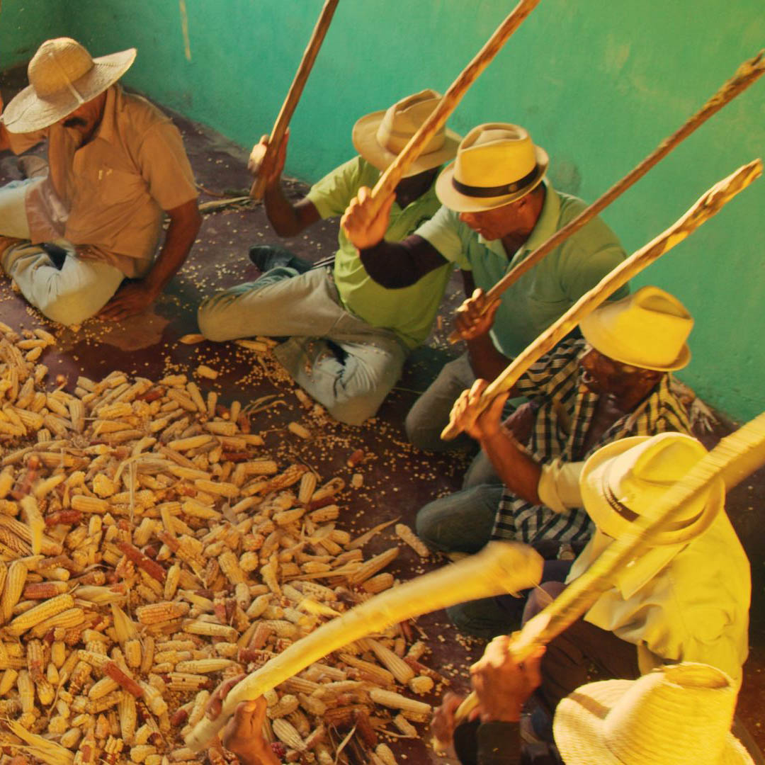 A Bata do Milho